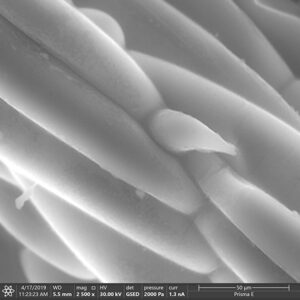 ESEM Grass 2000 Pa 30 keV 2.5kx SEM Metallurgy Analysis & Lab Services
